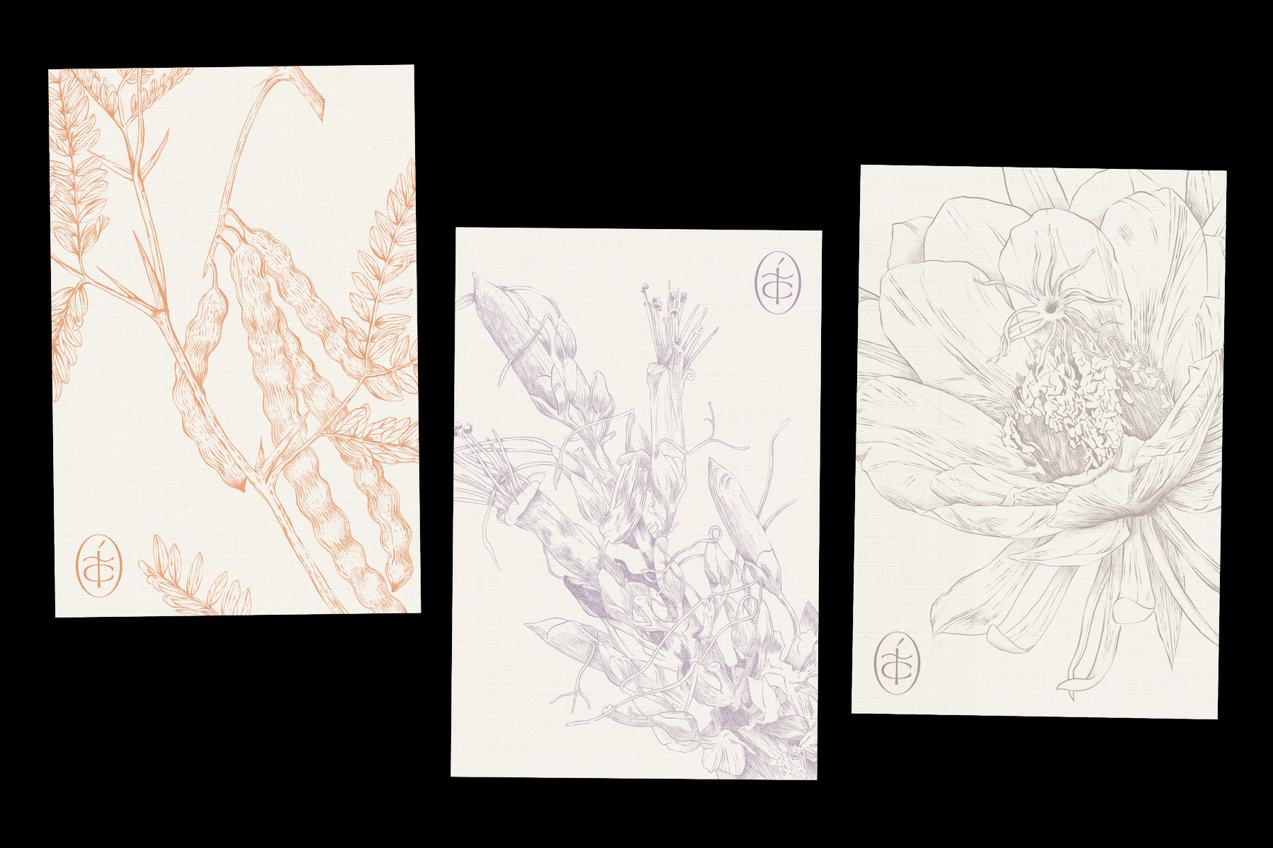 Check presenters with Sonoran illustrations